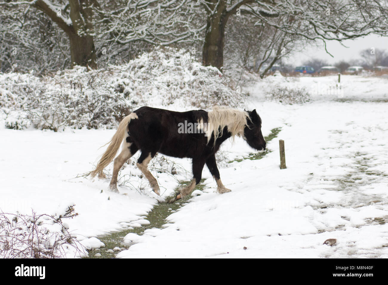 Le noir et blanc New Forest pony enjambant un fossé dans la neige, Godshill, Hampshire, Royaume-Uni Banque D'Images