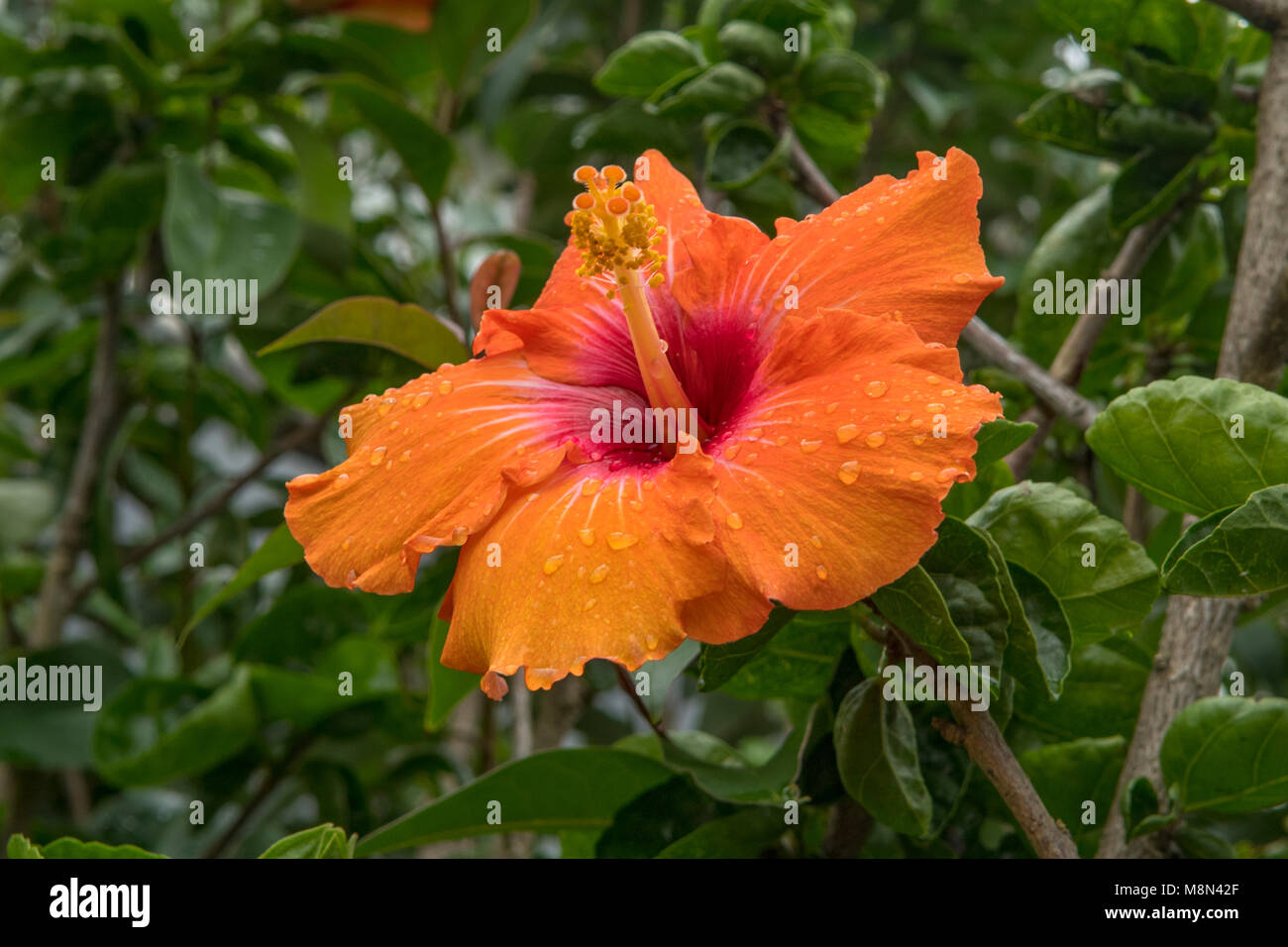 Hibiscus rosa-sinensis Hibiscus Orange, hybride à Mangonui, île du Nord, Nouvelle-Zélande Banque D'Images
