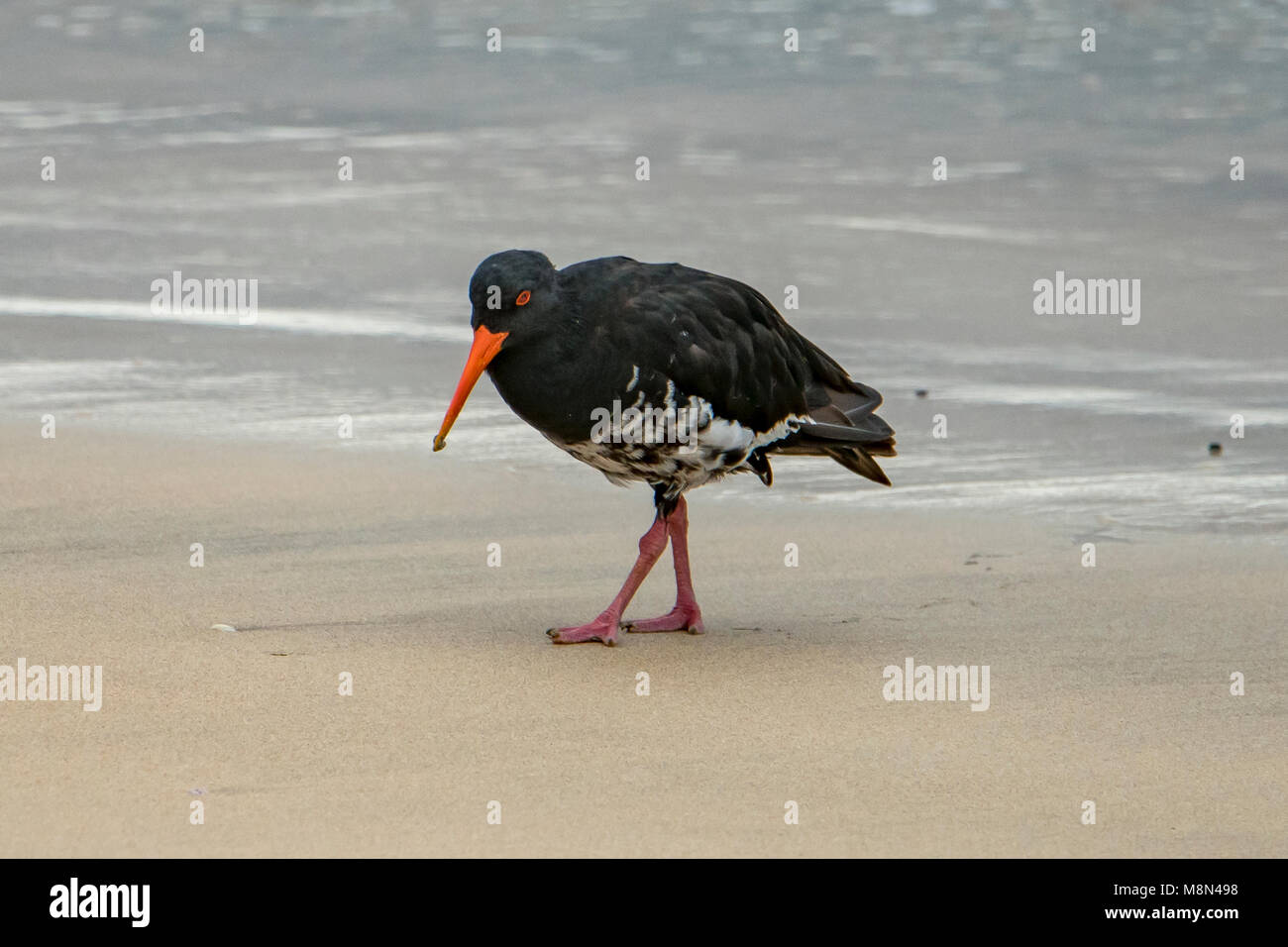 L'Huîtrier Variable (juvénile), Haematopus unicolor à Taupo Bay Beach, North Island, New Zealand Banque D'Images