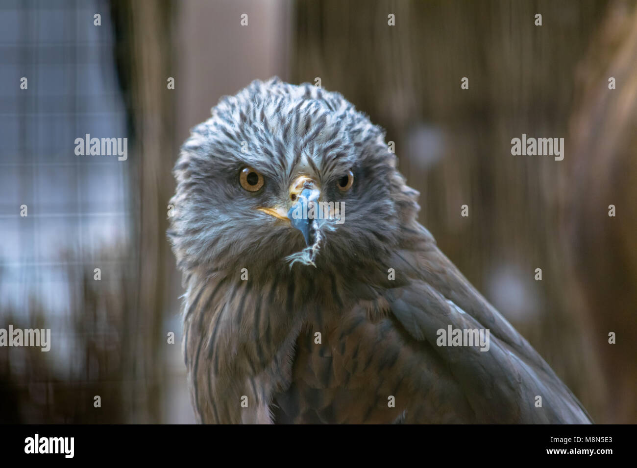 Belle close up portrait d'oiseau de proie Banque D'Images