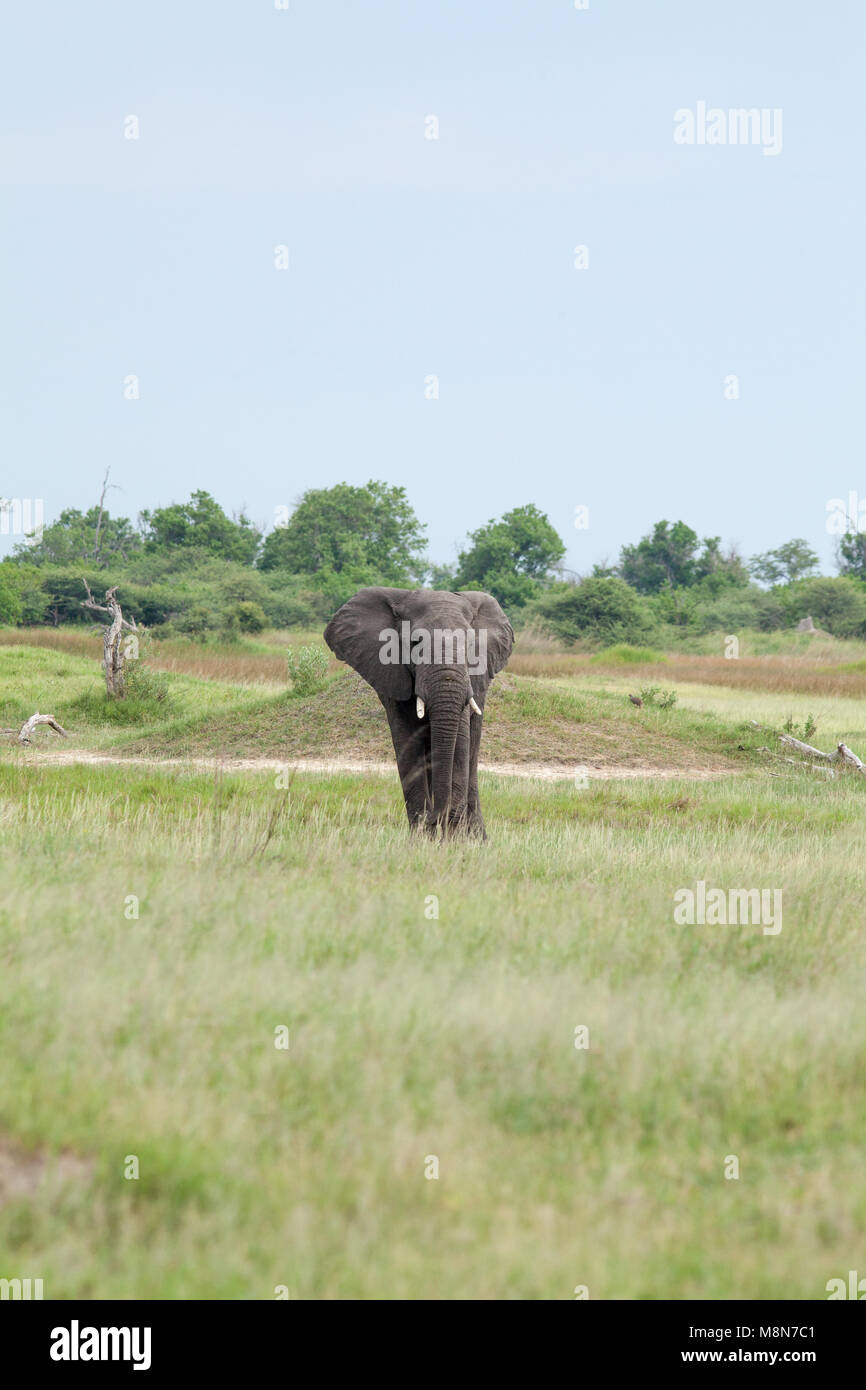 L'éléphant africain (Loxodonta africana). Seul bull en prairies de savane paysage. Banque D'Images