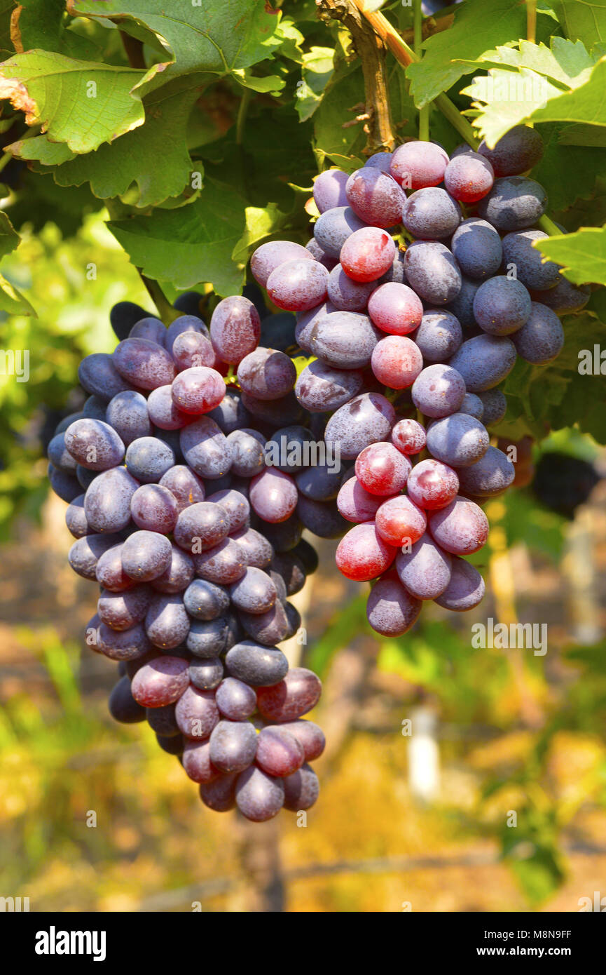 Bouquet de raisins noirs sur vigne près de Sangli, Maharashtra, Inde Banque D'Images