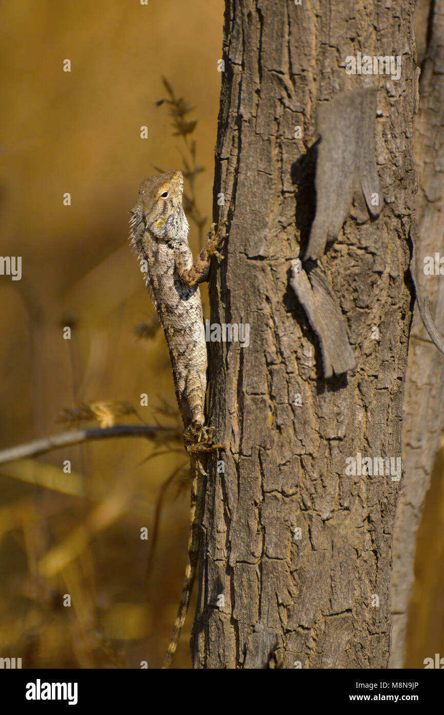 Jardin Oriental, Calotes versicolor lézard sur un tronc d'arbre à Sagareshwar Wildlife Sanctuary, Sangli, Maharashtra, Inde Banque D'Images