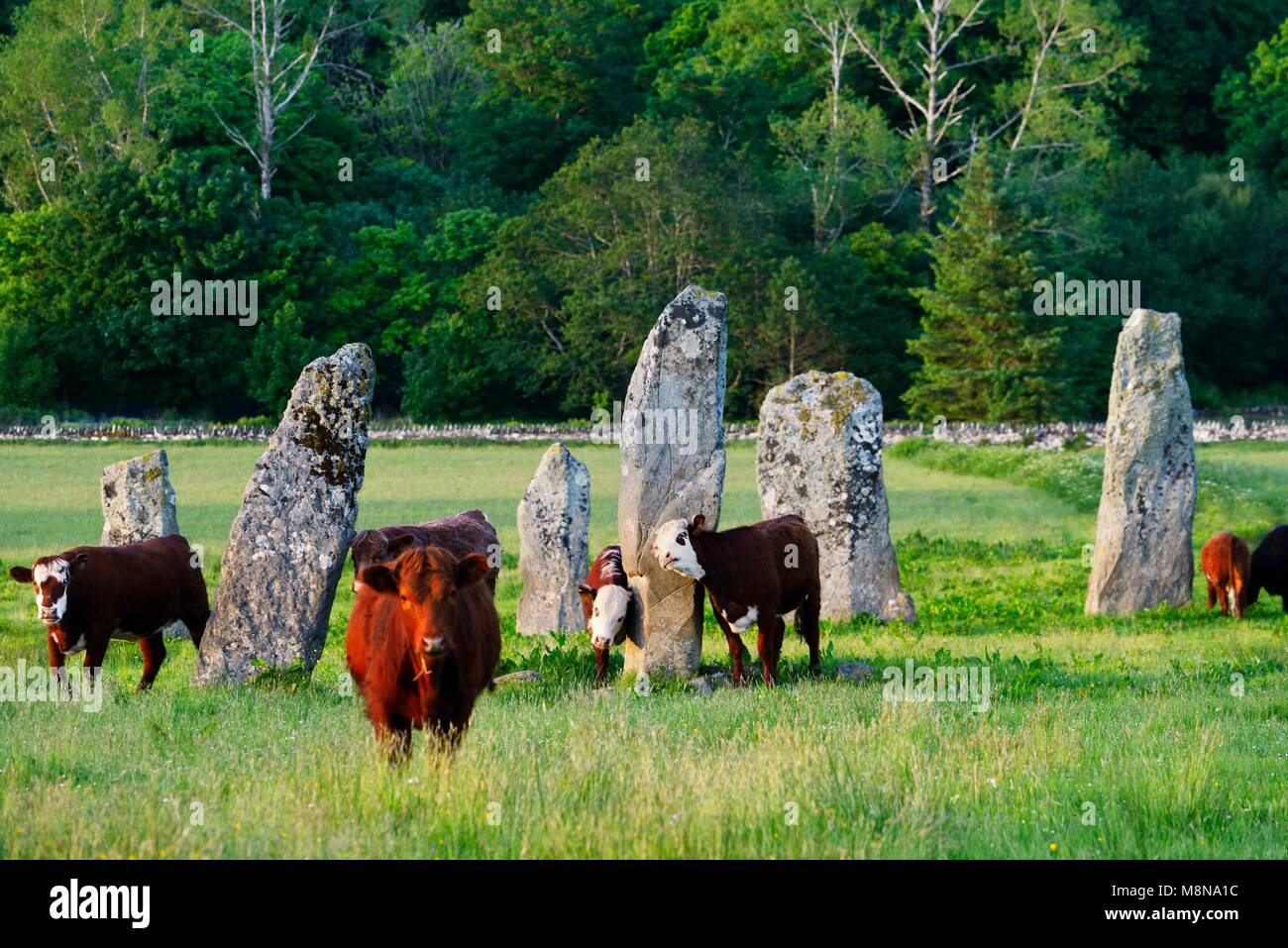Ballymeanoch néolithique préhistorique des menhirs de l'alignement de pierres vu depuis le sud-ouest. La vallée de Kilmartin, Argyll, Scotland, UK Banque D'Images