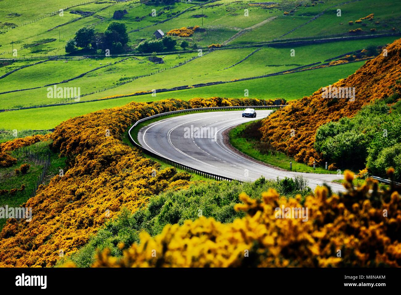 A9 tronc principal route monte à 2 miles au nord de Helmsdale, Sutherland sur la côte nord-est d'Écosse. En regardant vers le sud au début de l'été sur les terres agricoles et de l'ajonc jaune Banque D'Images