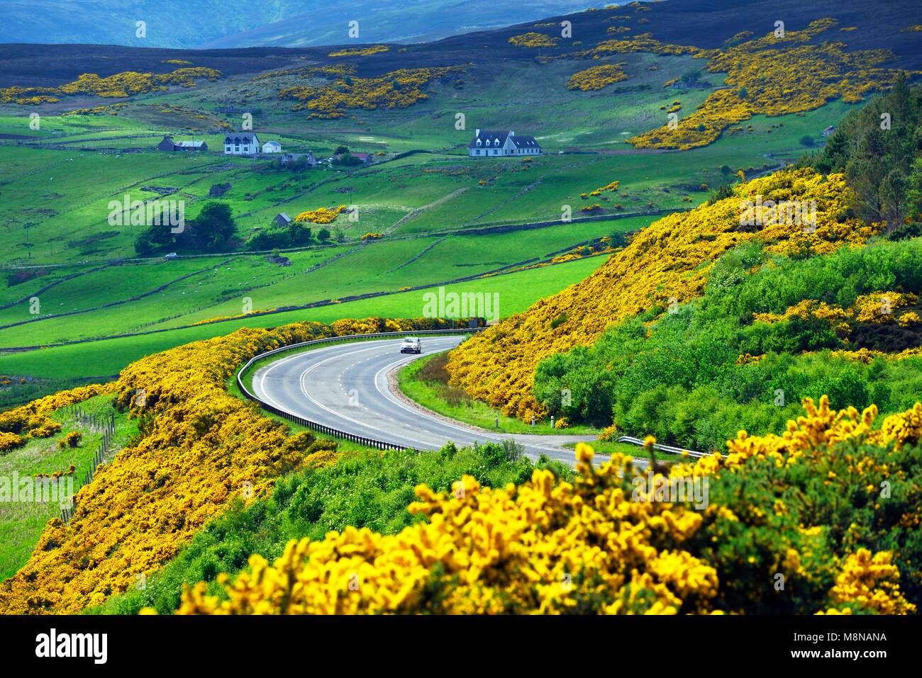 A9 tronc principal route monte à 2 miles au nord de Helmsdale, Sutherland sur la côte nord-est d'Écosse. En regardant vers le sud au début de l'été sur les terres agricoles et de l'ajonc jaune Banque D'Images