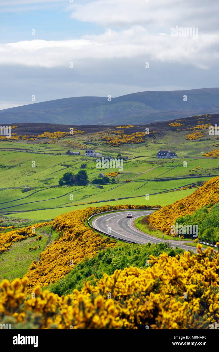A9 tronc principal route monte à 2 miles au nord de Helmsdale, Sutherland sur la côte nord-est d'Écosse. En regardant vers le sud au début de l'été sur les terres agricoles et de l'ajonc jaune Banque D'Images