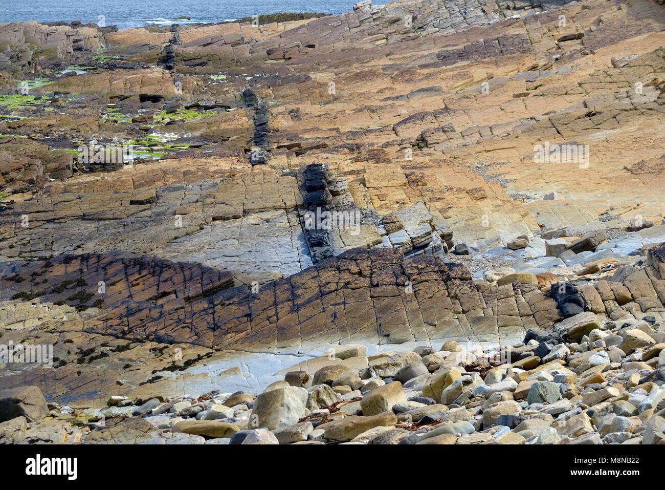 Intrusion ignée du dyke de lamprophyre d'âge Permien dans le grès de la région de Stromness flagstone. Affleurement côtières à Birsay, Orkney, Scotland, Continentale Banque D'Images