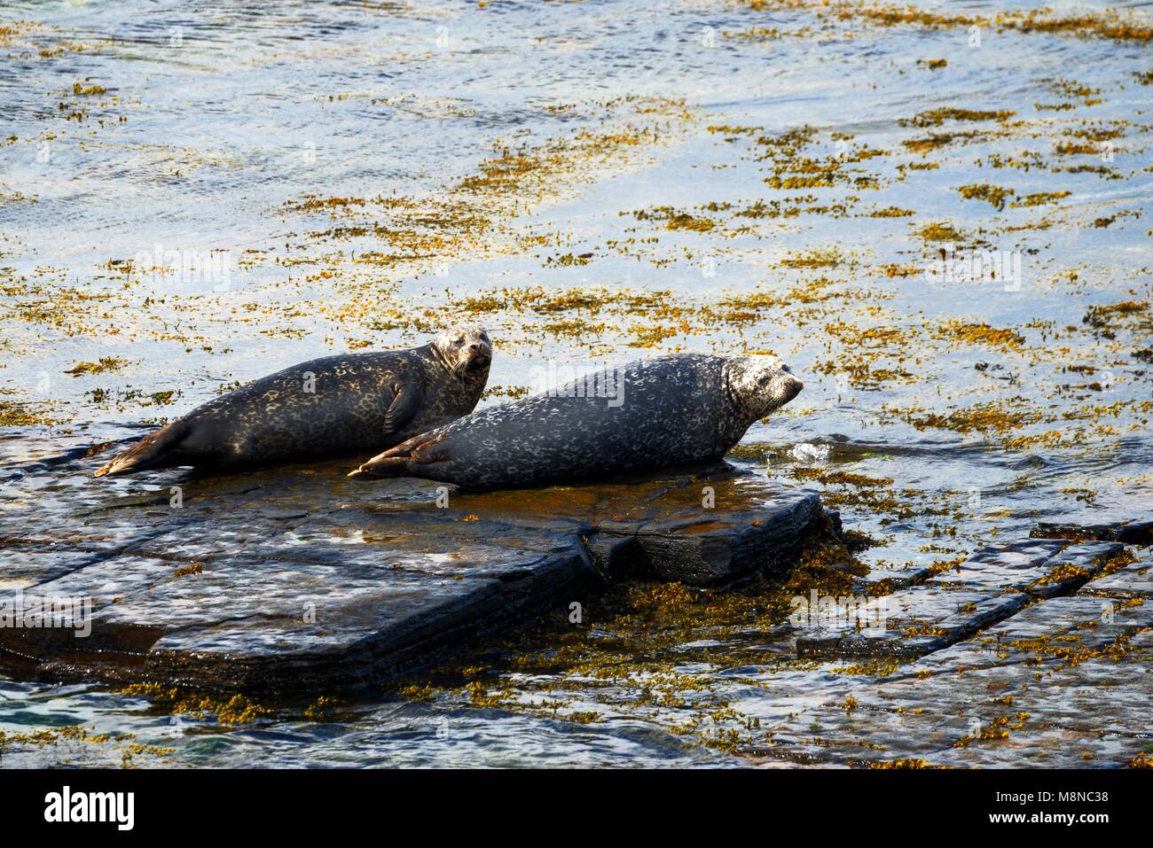 Les joints du phoque gris Halichoerus grypus sur Eynhallow Sound Shore de Rousay, Orcades, îles Orcades, Ecosse, Royaume-Uni. Les adultes sur la roche. Au début de l'été Banque D'Images