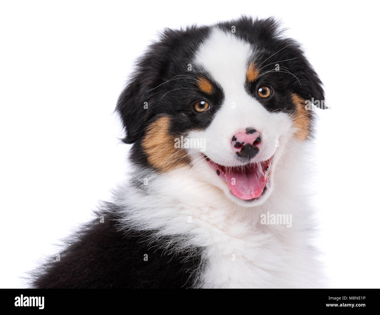 Chiot De Race Berger Australien 2 Mois Looking At Camera Portrait En Gros Couleur Noir Tri Chien Aussie Isole Sur Fond Blanc Photo Stock Alamy Chiot De Race Berger Australien 2 Mois Looking At Camera Portrait En Gros Couleur Noir Tri Chien Aussie Isole Sur Fond Blanc Photo Stock Alamy