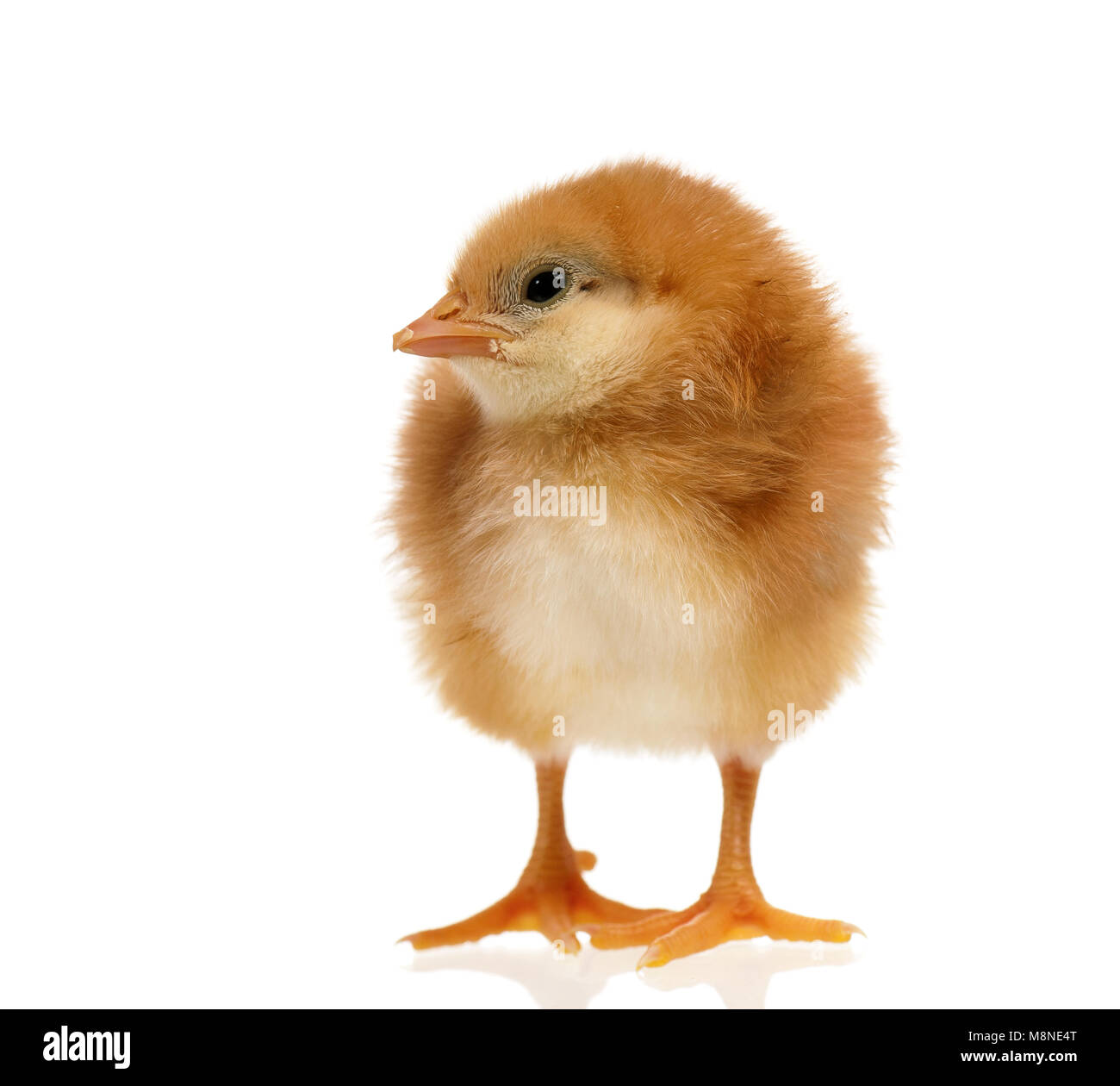 Petit Poussin à quelque chose, isolé sur fond blanc Banque D'Images Petit Poussin à quelque chose, isolé sur fond blanc Banque D'Images