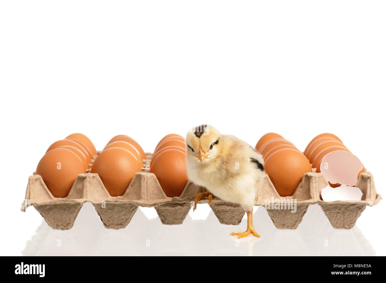 Un peu de poulet avec beaucoup d'œufs, isolé sur fond blanc Banque D'Images Un peu de poulet avec beaucoup d'œufs, isolé sur fond blanc Banque D'Images