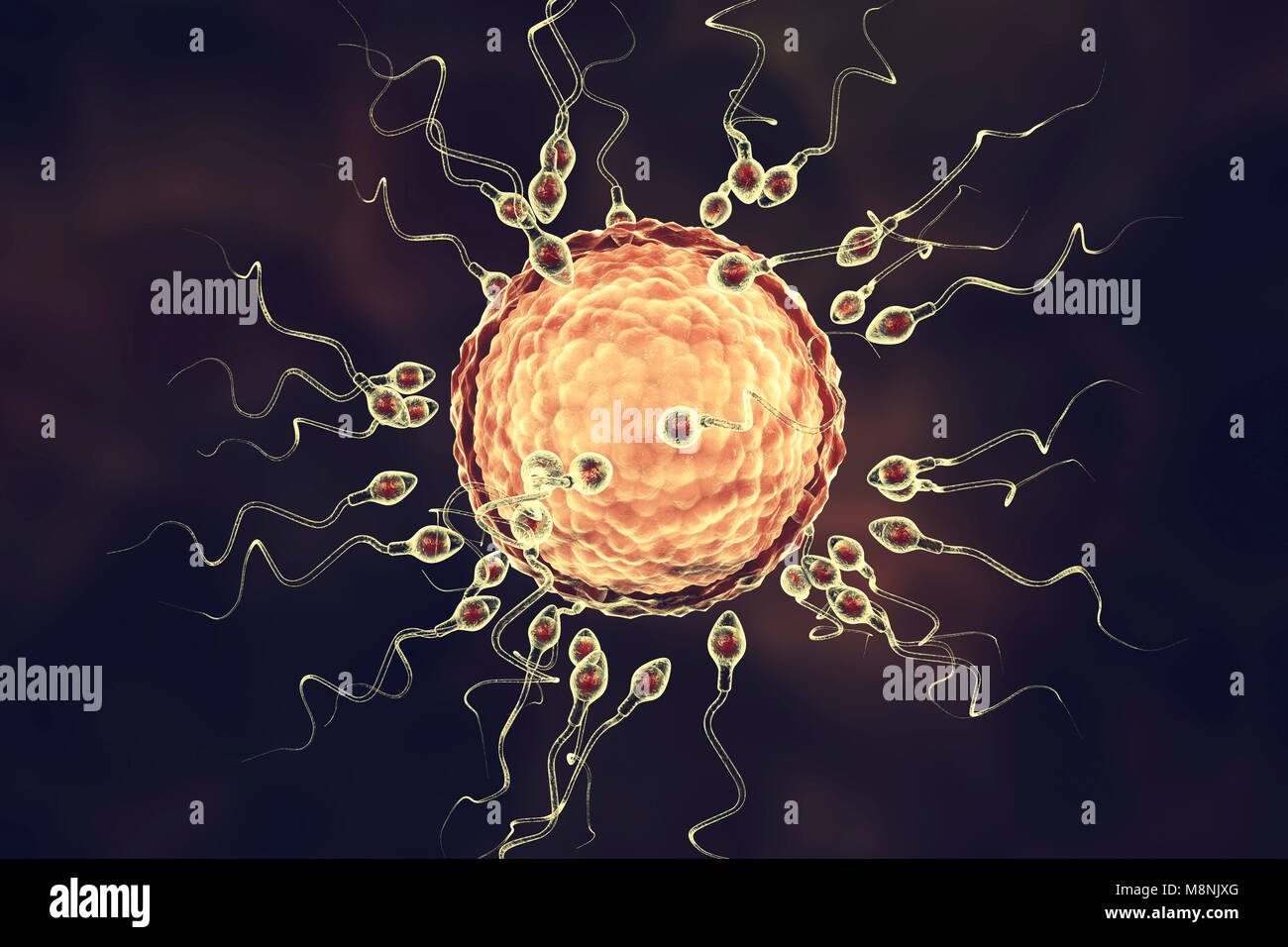 Les Droits De Lovule Ou De Loeuf Entouré De Nombreux Spermatozoïdes Illustration De L 