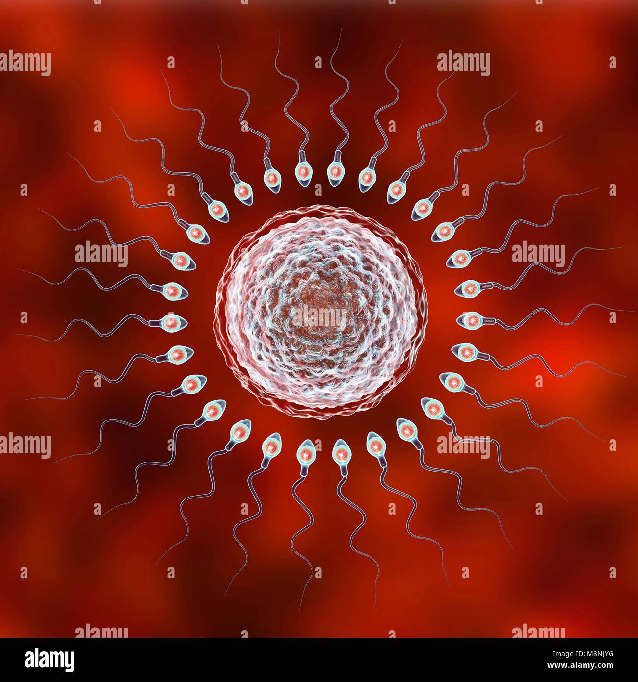 Les droits de l'ovule ou de l'oeuf, entouré de nombreux spermatozoïdes, illustration de l'ordinateur. Dans la fécondation, qu'un seul spermatozoïde peut réussir à pénétrer l'ovule de fusionner avec le noyau femelle. Obstacles à surmonter : couches de cellules folliculaires entourant l'ovule (corona radiata) et une membrane glycoprotéine, la zone pellucide. La membrane est digéré par les enzymes libérées de l'acrosome, une casquette sur la tête des spermatozoïdes : rapide ultérieure des changements chimiques dans la zone pellucide d'empêcher le sperme d'entrer en concurrence. Banque D'Images
