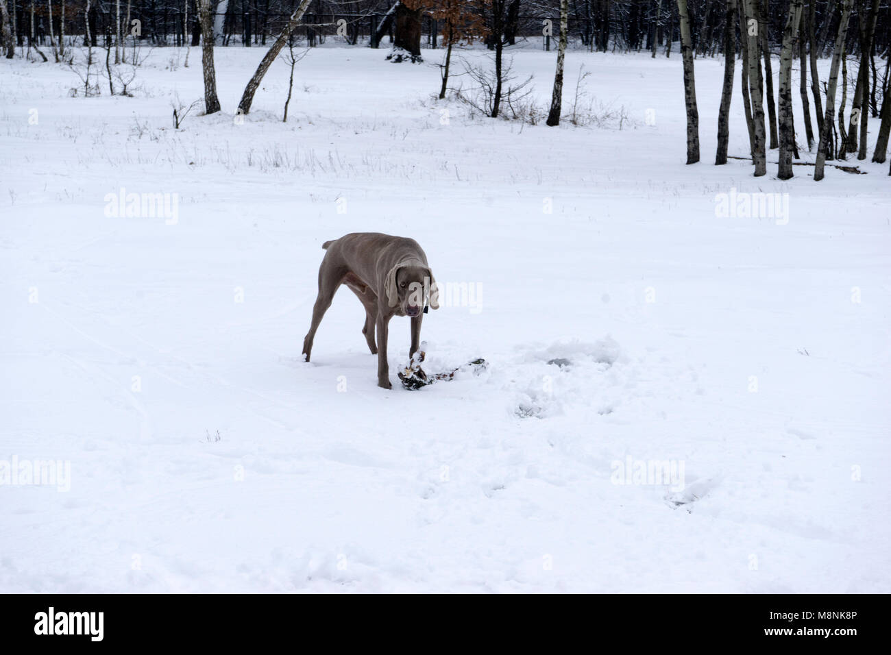 Promenade quotidienne avec le Braque de chien dans la neige d'hiver Banque D'Images