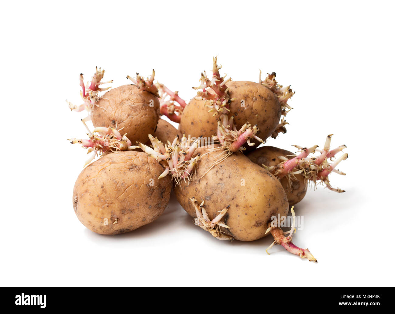 Pommes de terre anciennes Banque de photographies et d’images à haute — free download