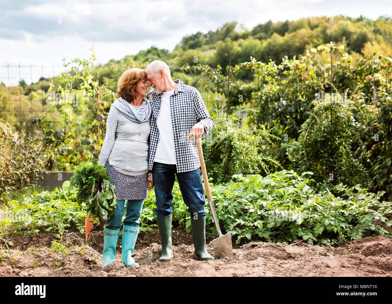 Senior couple jardinage dans le jardin. Banque D'Images