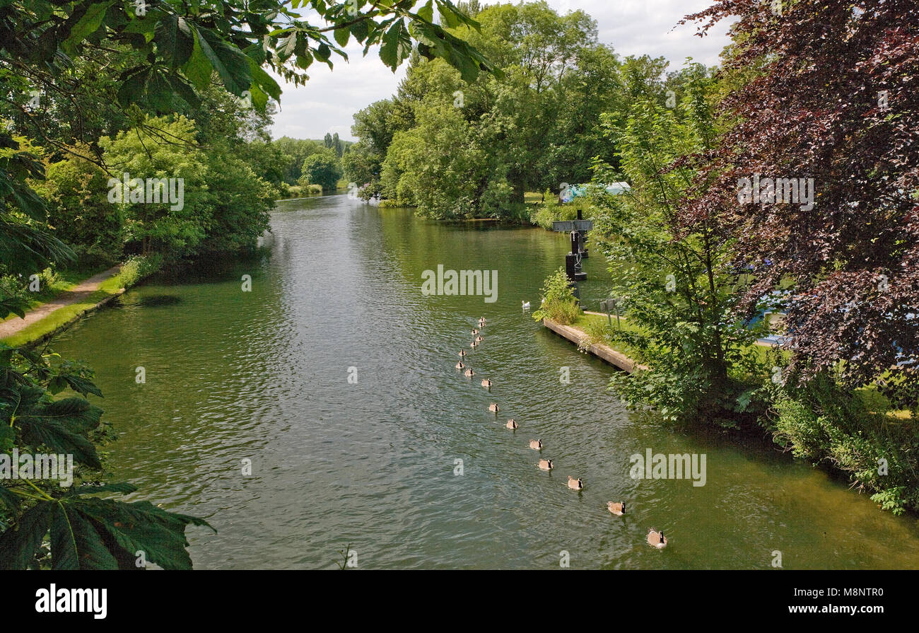 Canada Geeseswim dans une ligne sur la Tamise Banque D'Images