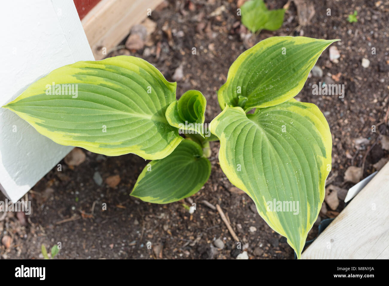 'Mamma Mia' Hosta, Funkia (Hosta fortunei) Banque D'Images