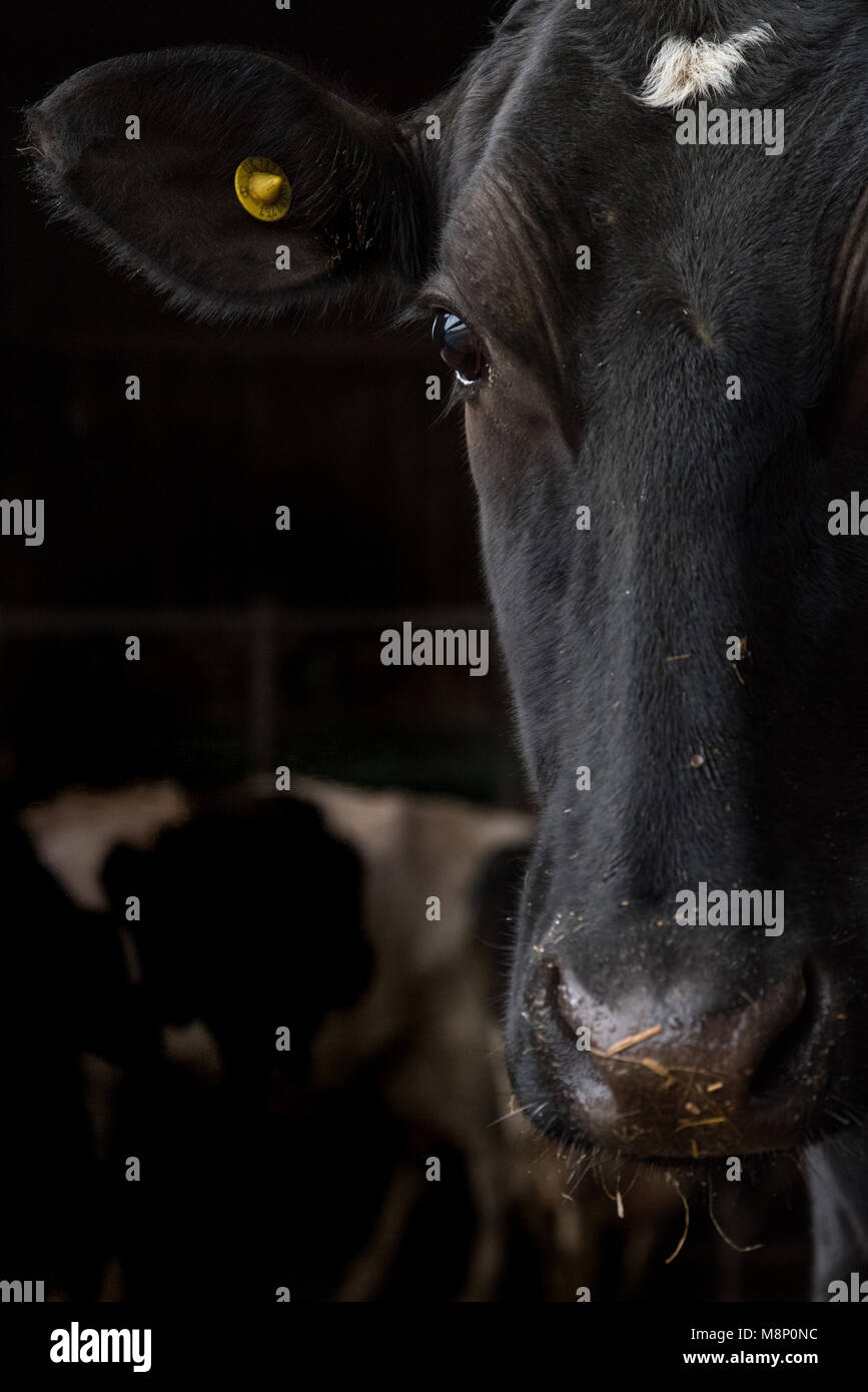 Vache laitière Banque D'Images