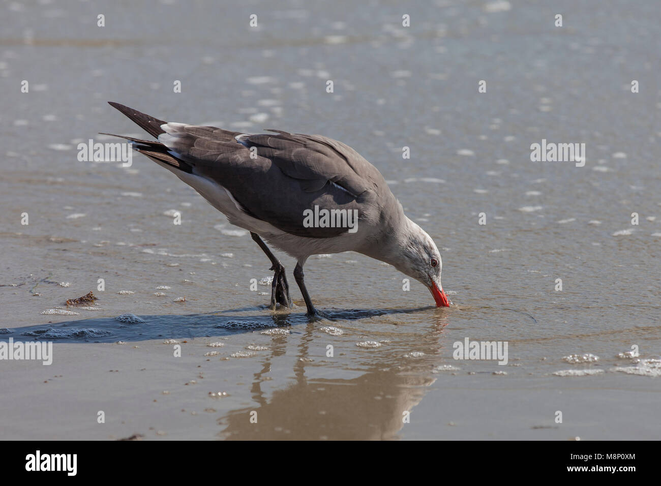 La mouette Heermann sur la côte de Californie Banque D'Images