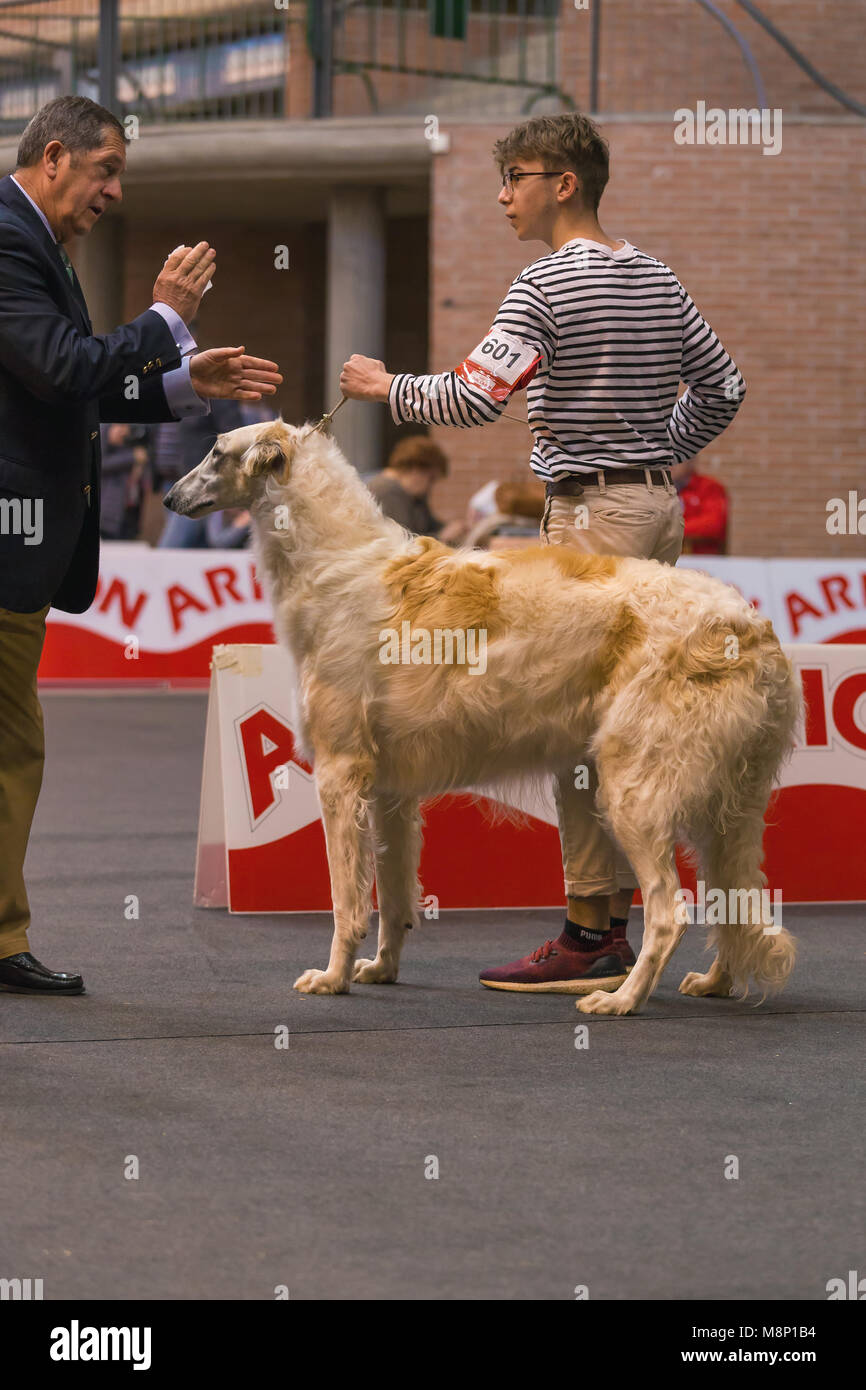 22ème exposition canine internationale le 17 mars 2018, Gérone, Espagne, Fédération de wolfhound Banque D'Images