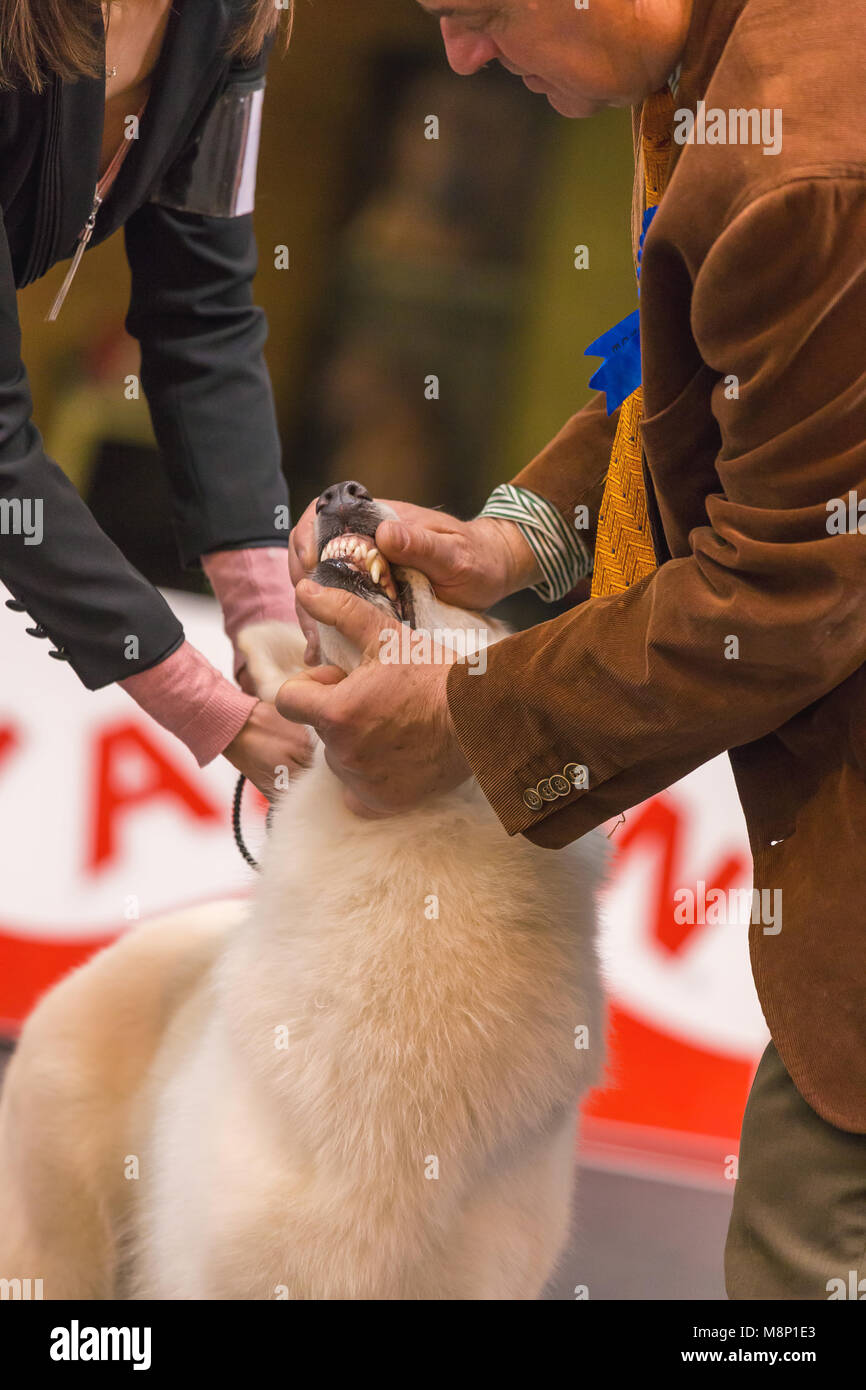 22ème exposition canine internationale GIRONA 17 Mars 2018,l'Espagne, Chien de Berger Blanc Banque D'Images