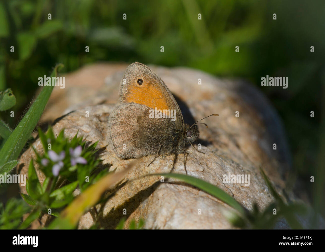 Petit heath (Coenonympha pamphilus), Papillon se reposant sur une pierre, Malaga, Espagne. Banque D'Images