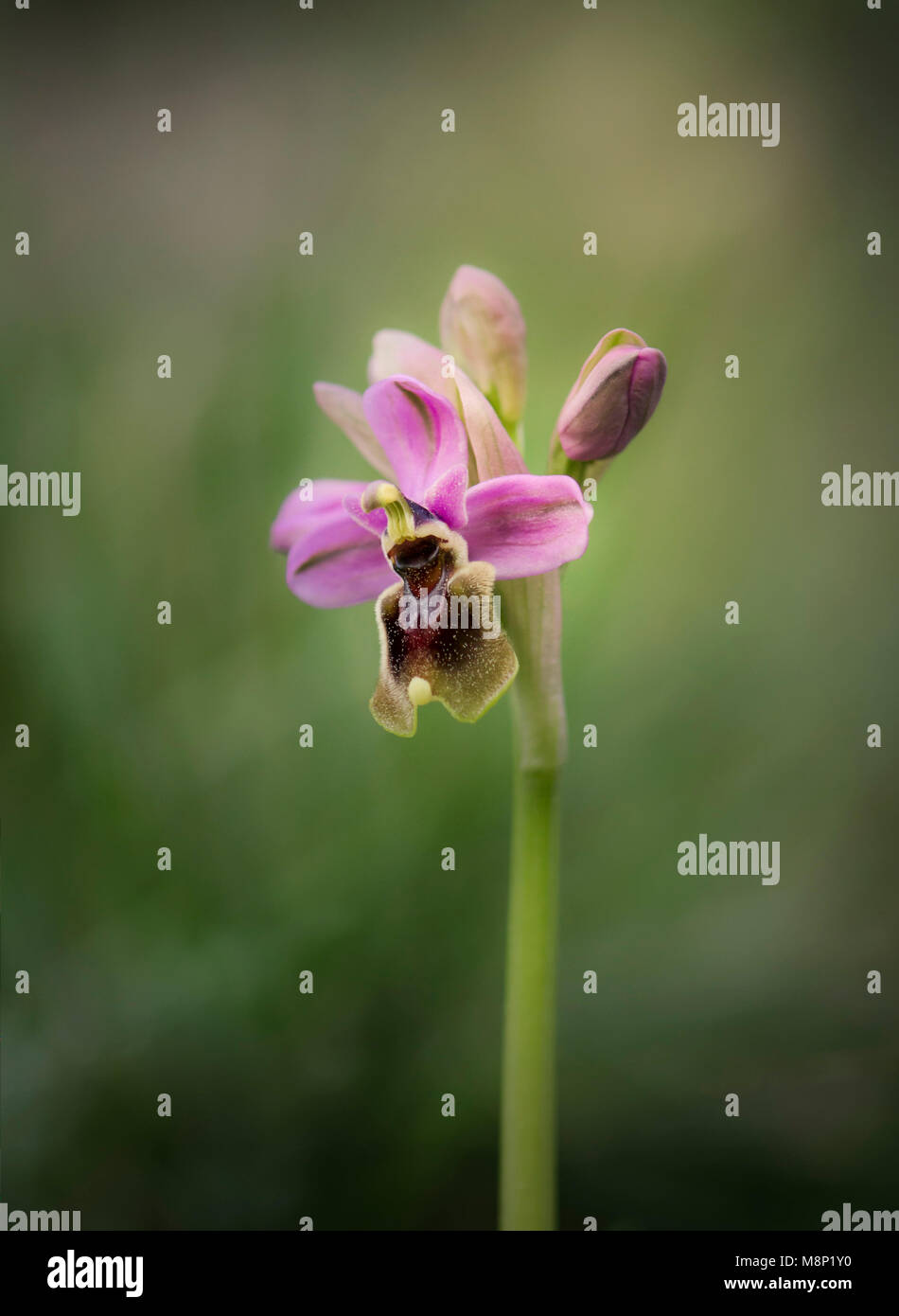 Ophrys tenthredinifera, l'orchidée mouche, fleurs sauvages rares, Andalousie, espagne. Banque D'Images