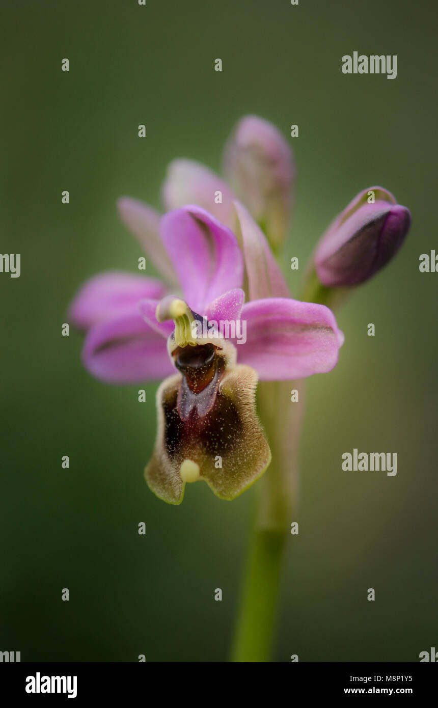 Ophrys tenthredinifera, l'orchidée mouche, fleurs sauvages rares, Andalousie, espagne. Banque D'Images