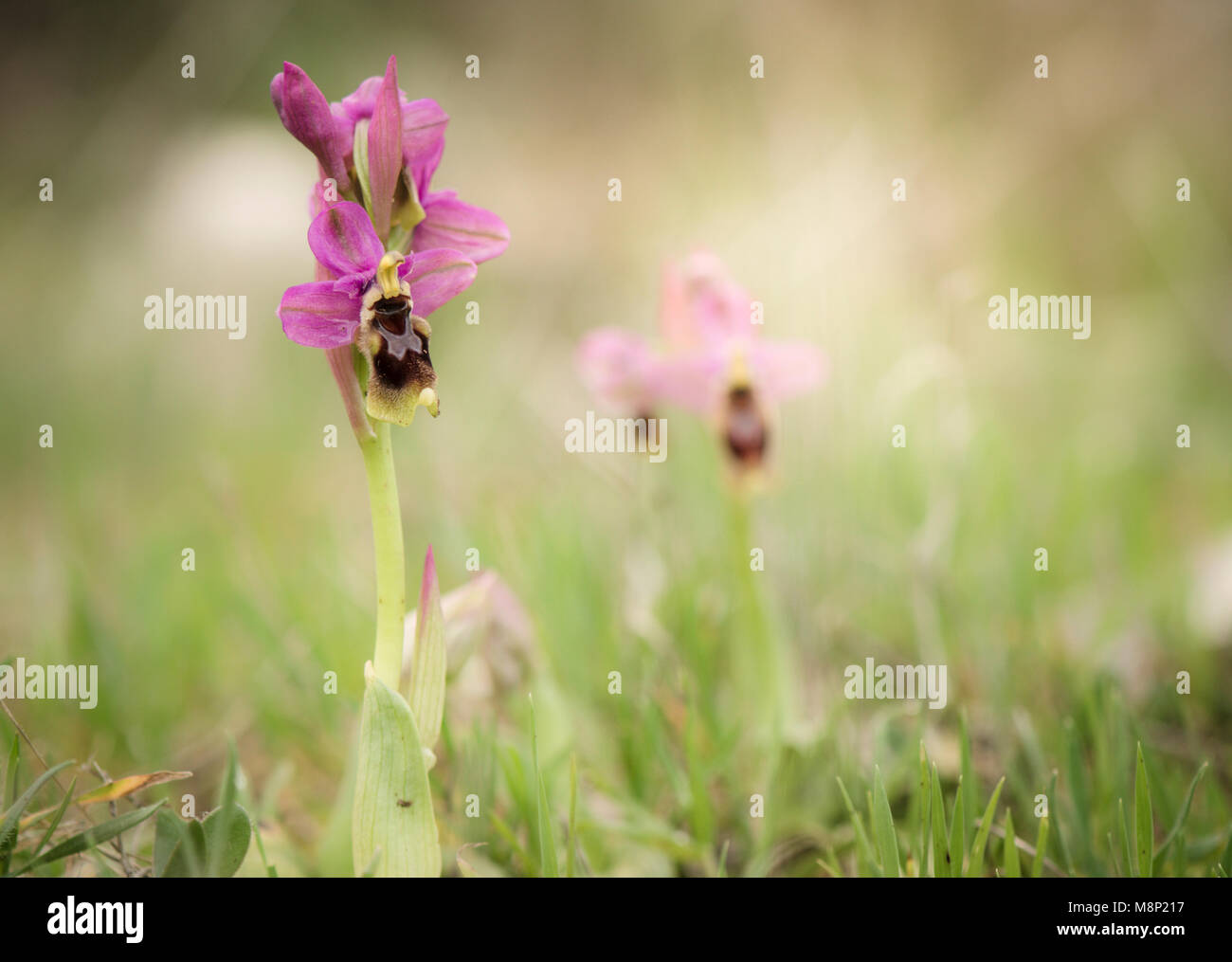 Ophrys tenthredinifera, l'orchidée mouche, fleurs sauvages rares, Andalousie, espagne. Banque D'Images