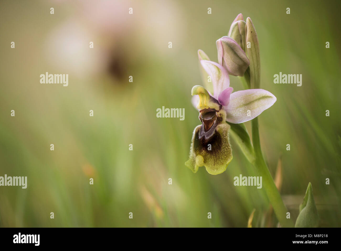 Ophrys tenthredinifera, l'orchidée mouche, fleurs sauvages rares, Andalousie, espagne. Banque D'Images