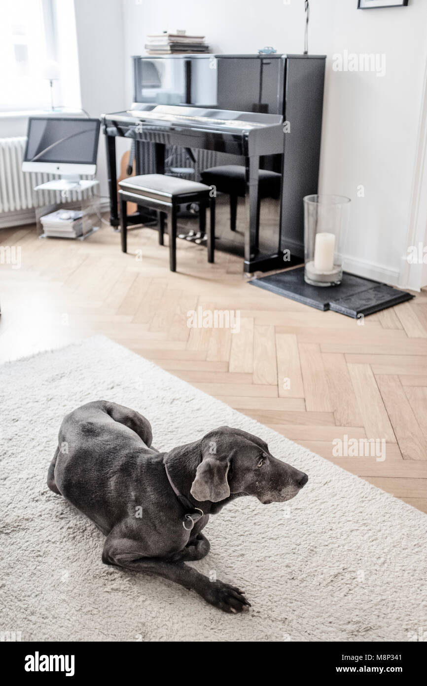 Braque de chien à la maison Banque D'Images