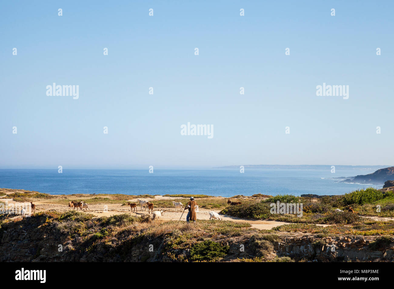 Berger avec les chèvres au Cabo Sardao, Alentejo, Portugal Banque D'Images