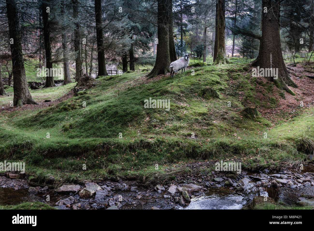 Un mouton regardant le photographe par la rivière Westend dans un bois près du réservoir de Howden Peak District, Derbyshire, Angleterre, RU Banque D'Images