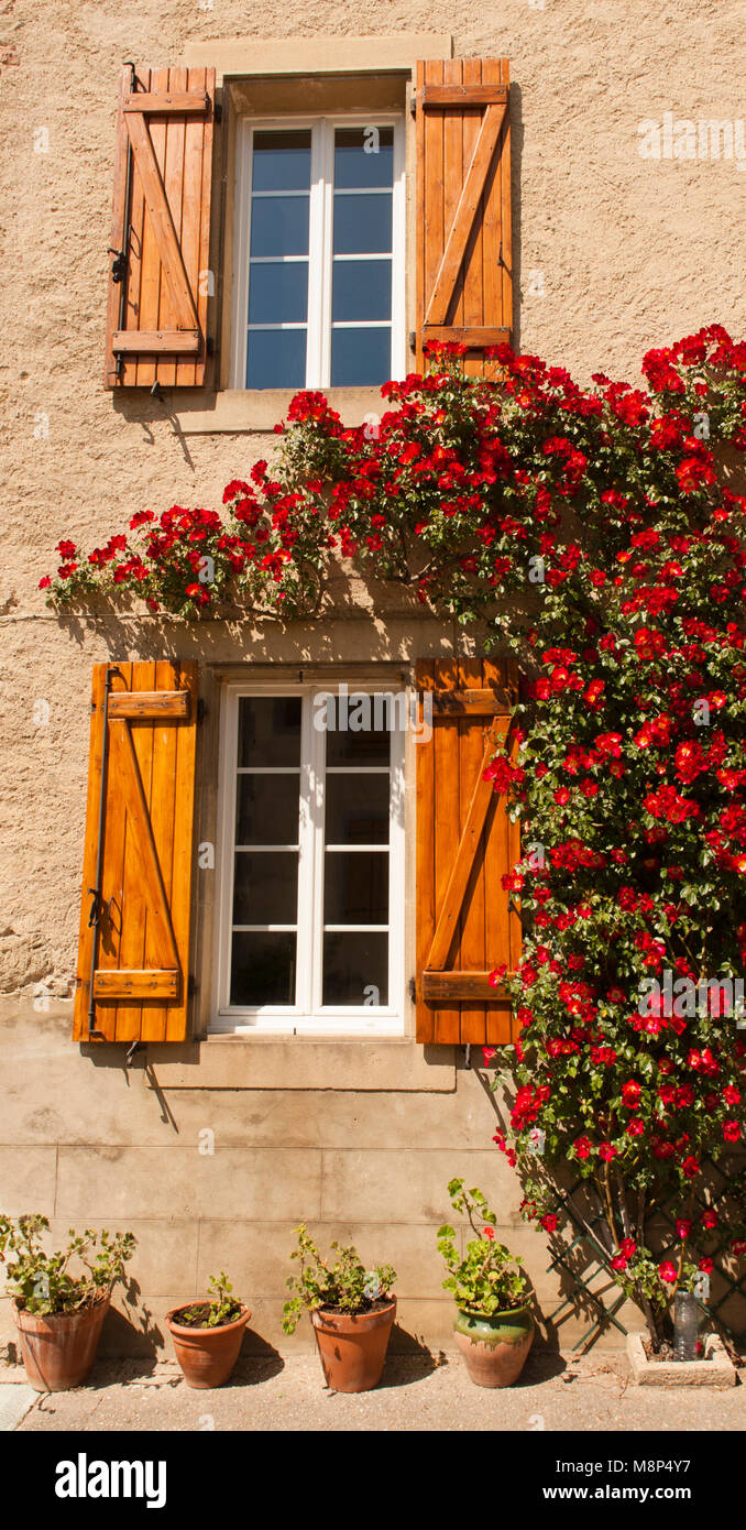 La floraison des roses rouges ornant une fenêtre d'une maison traditionnelle de Camon, Ariège, Occitanie, France Banque D'Images