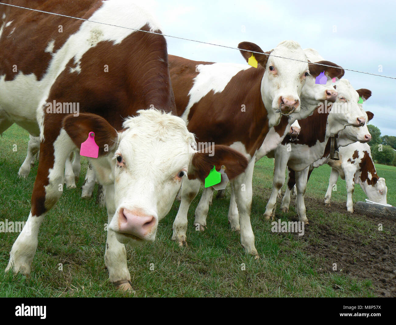 Têtes de vache en perspective dans leur prairie Banque D'Images