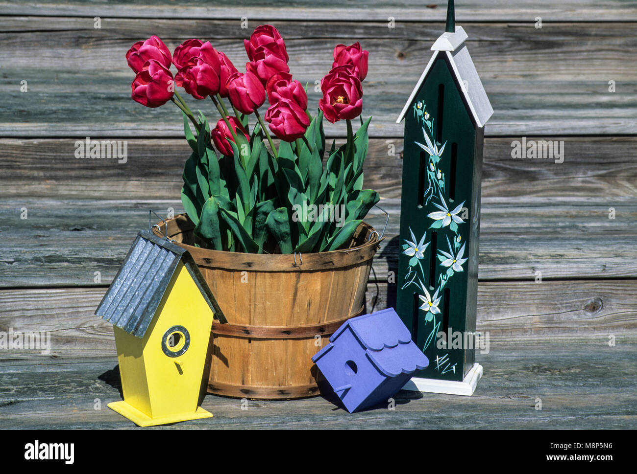Tulipes de printemps rouges dans un contenant de panier de boisseaux et maisons d'oiseaux, New Jersey, États-Unis, images florales rouges, jardinage de conteneur de printemps Banque D'Images