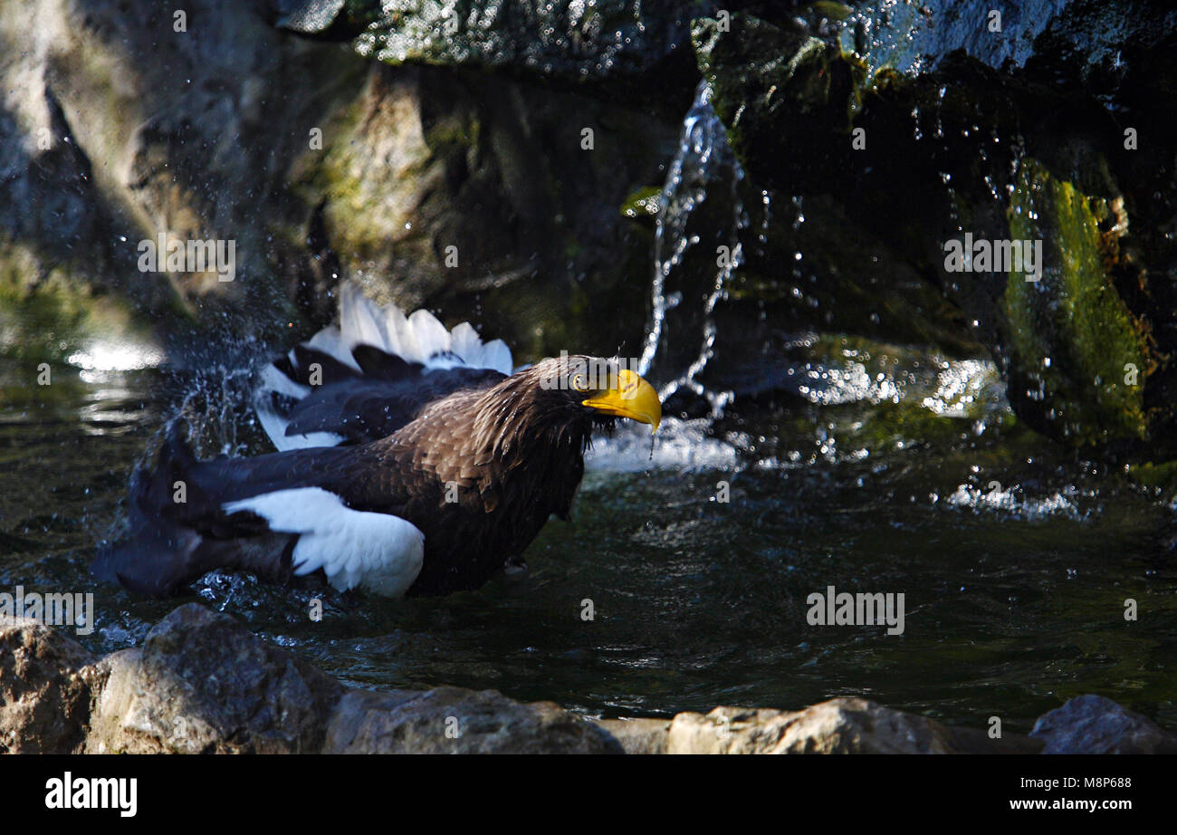 L'aigle de mer de Steller (Haliaeetus pelagicus) dans une eau de refroidissement Banque D'Images