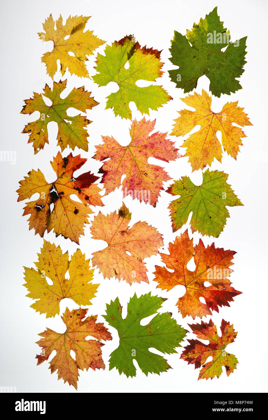 Feuille de diverses feuilles de vigne Banque D'Images