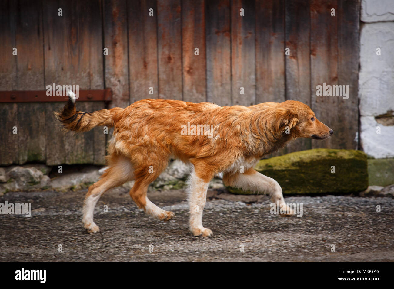 Un chien errant à marcher le long de la rue du village. Chien sans-abri extérieure. Banque D'Images