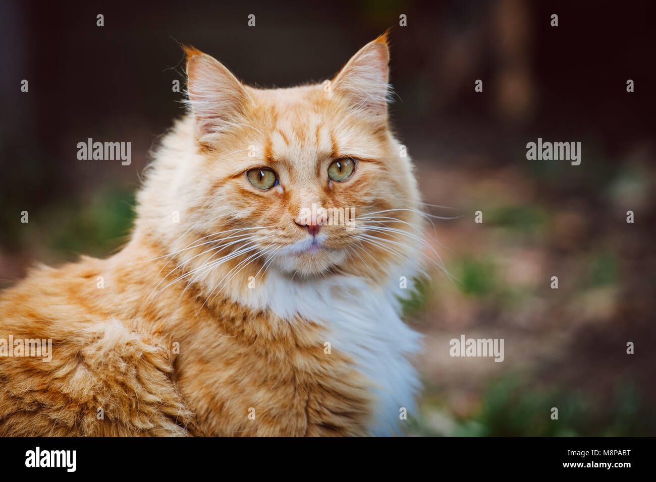 Portrait de chat de gingembre sur fond flou avec copie espace Banque D'Images