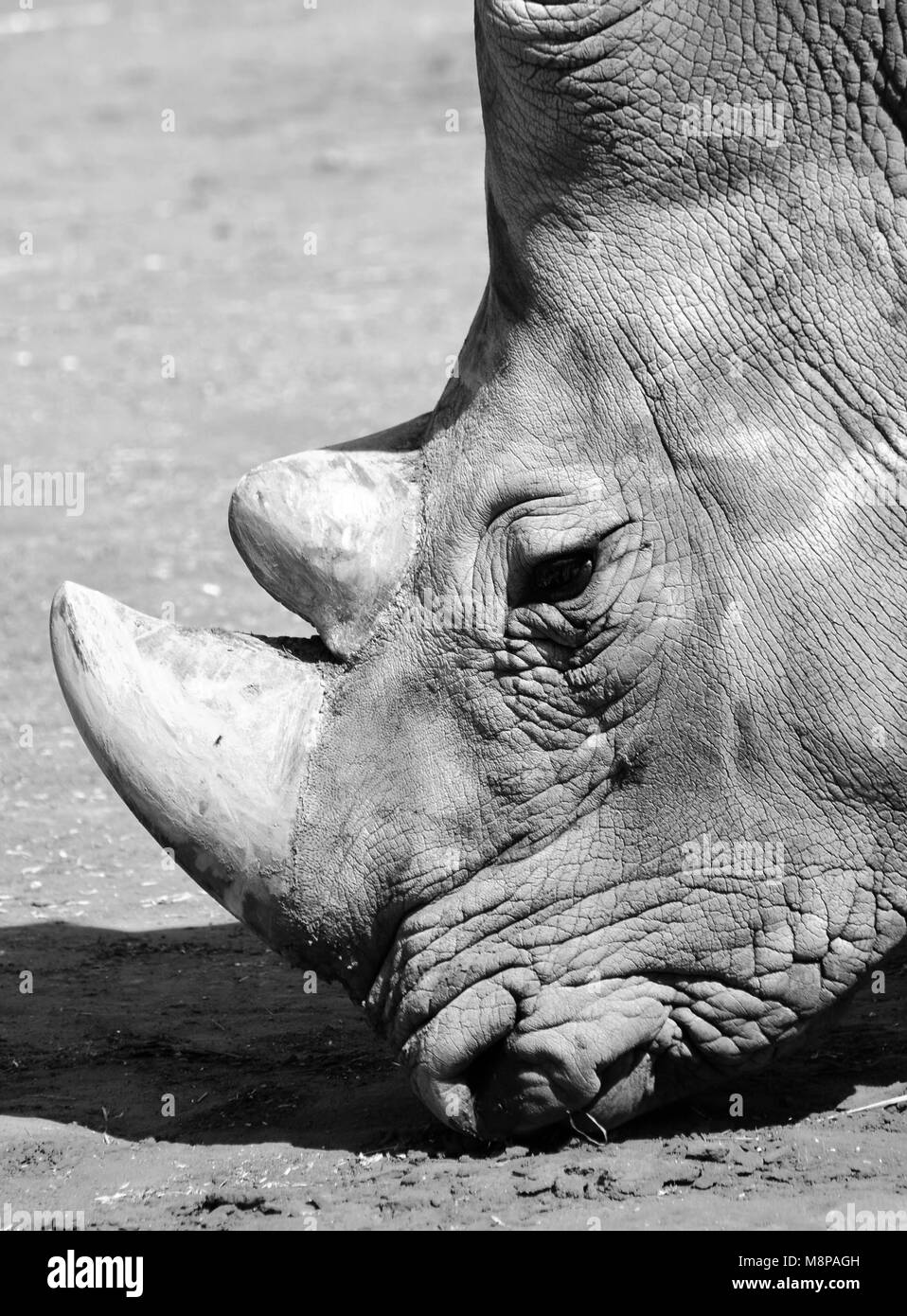 Zoo de Rabat rhinocéros Banque D'Images