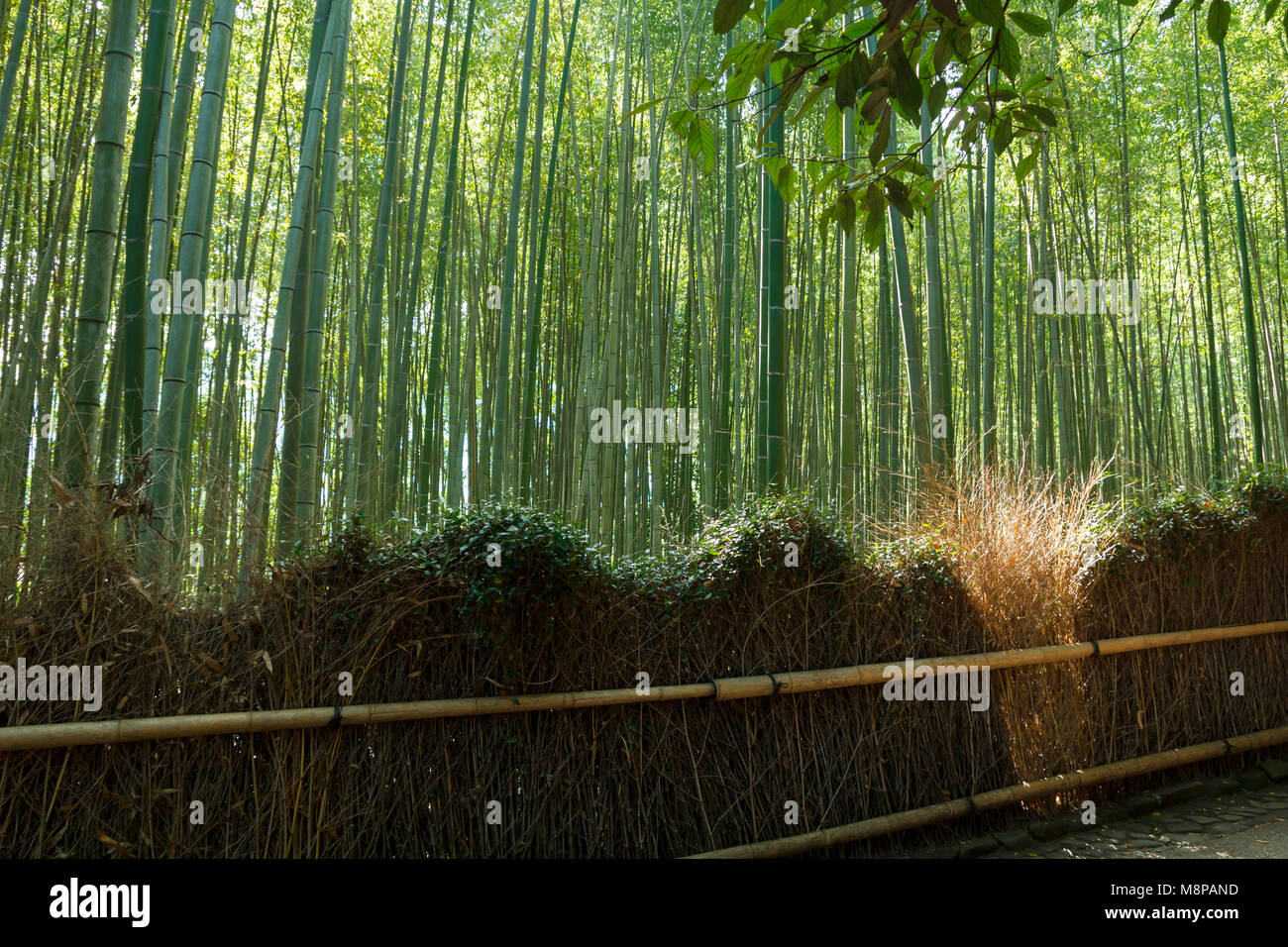 Forêt de bambou à Arashhiyama dans le district de Kyoto, Japon Banque D'Images