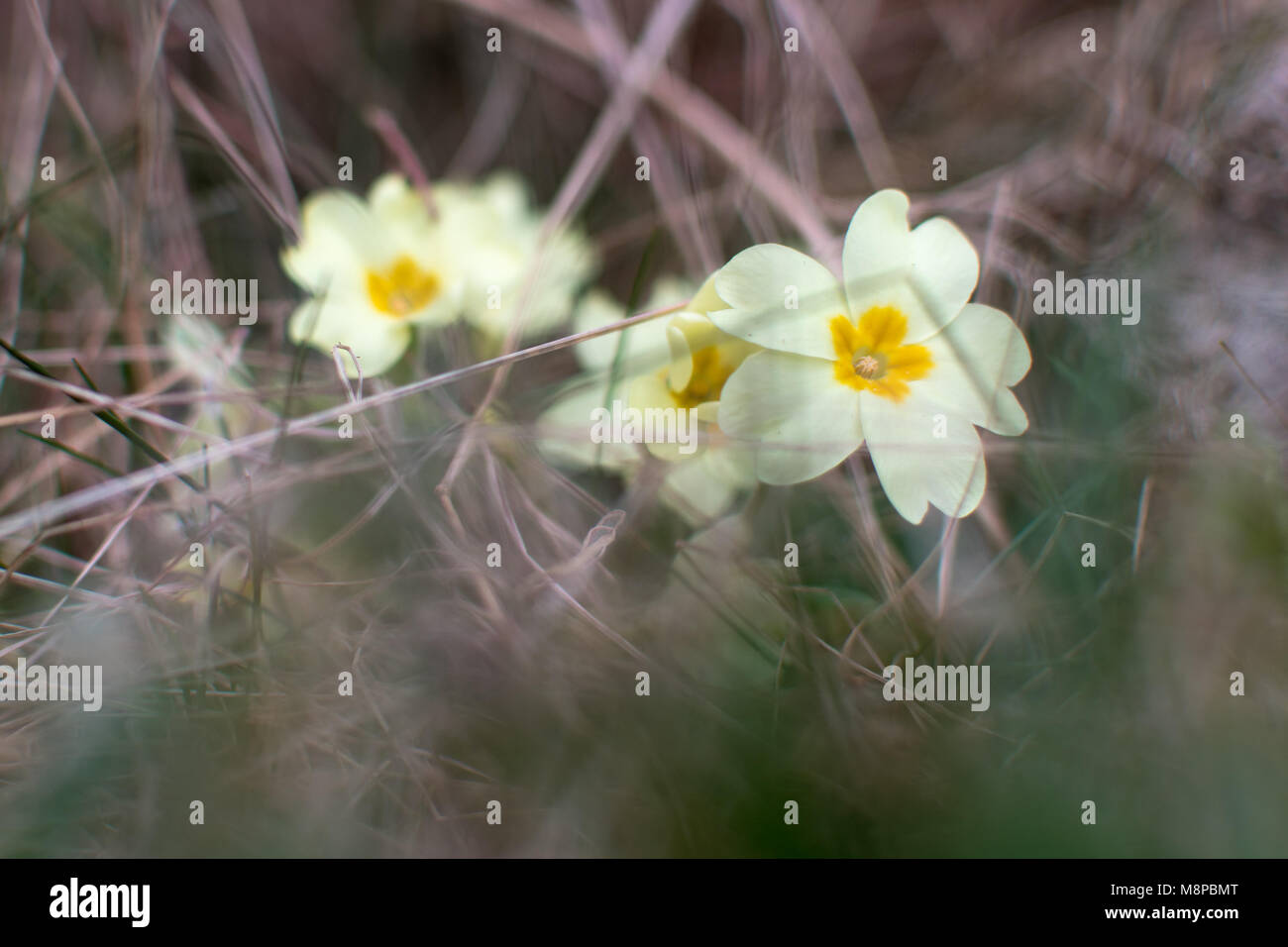 (Primrose Primula vulgaris) de plus en plus parmi l'herbe. Fleurs de Printemps jaune de plante de la famille Primulaceae, la floraison de la cimetière Banque D'Images