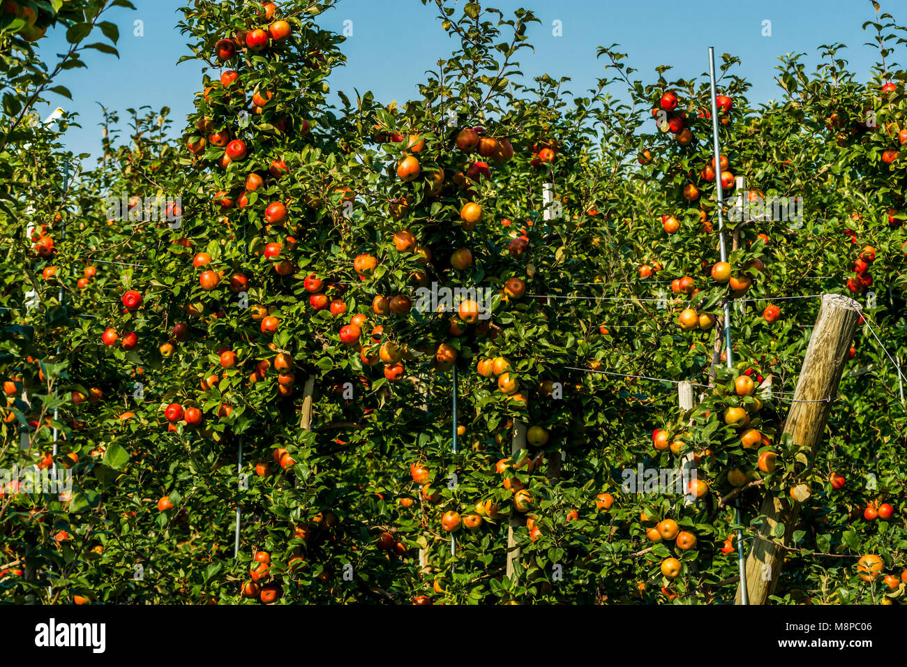 Doté d''un verger de pommiers avec des pommes rouges mûrs délicieux Banque D'Images