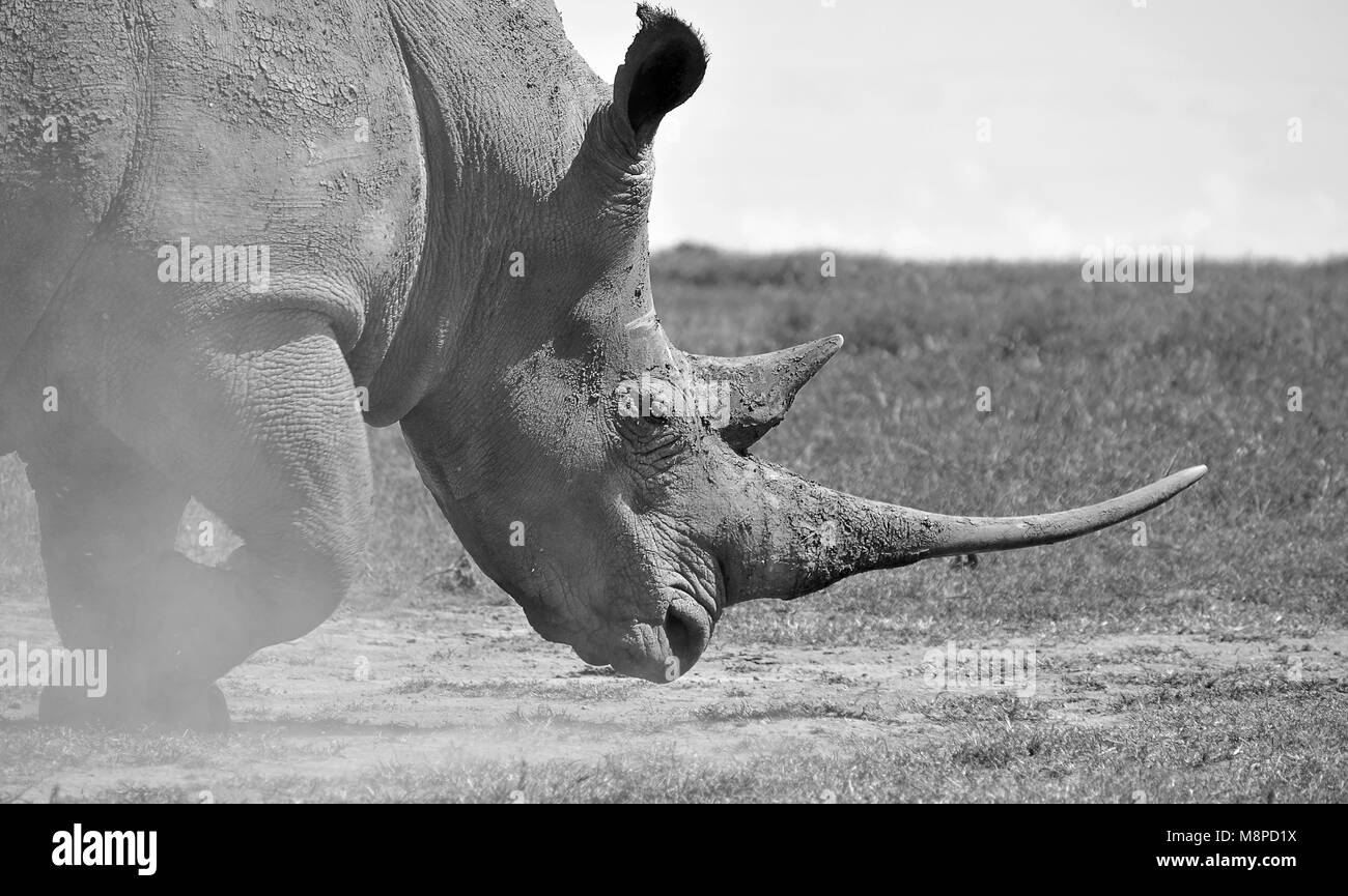 Rhino se délaça de la poussière en marche, OL Pejeta Conservancy, Kenya Banque D'Images