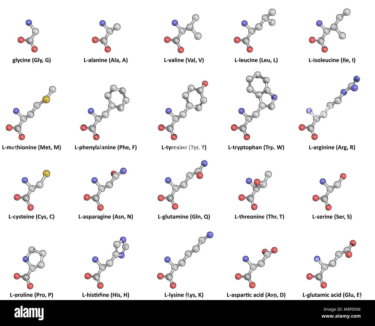 La norme 20 proteinogenic L-acides aminés dans boule-et-représentation Stick Banque D'Images