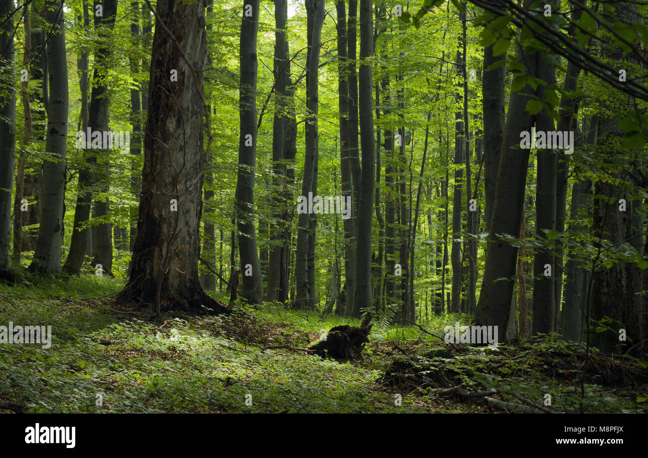 Forêt de hêtres des Carpates à feuilles larges en Bieszczady, Pologne Banque D'Images