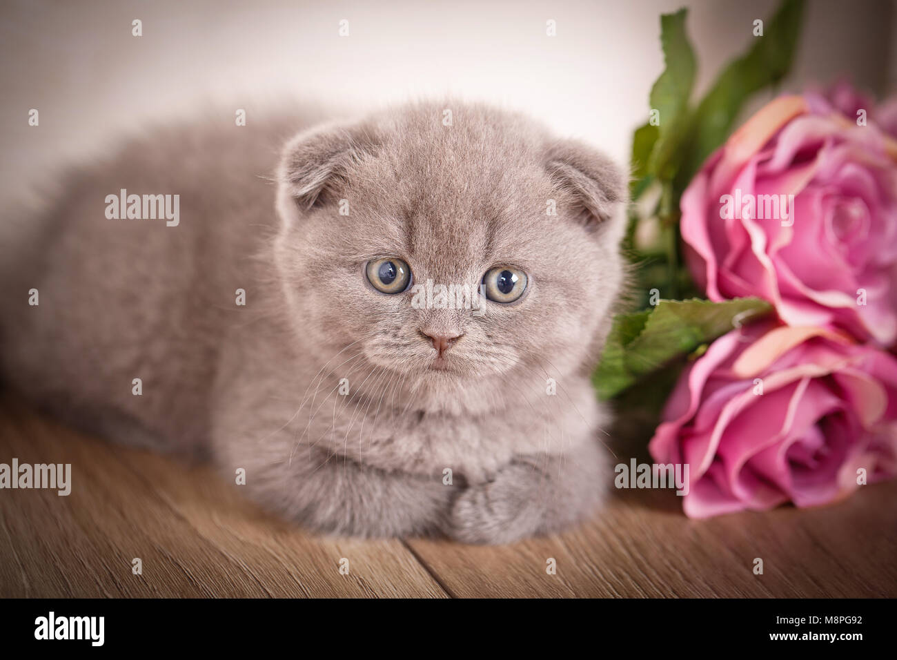 Arriere Plan De Chat Photo Des Images Pour Un Calendrier Avec Les Chats Cat Poster Photo Stock Alamy Arriere Plan De Chat Photo Des Images Pour Un Calendrier Avec Les Chats Cat Poster Photo Stock Alamy